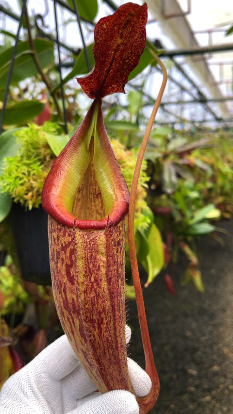 Nepenthes talangensis x fusca BE-4552