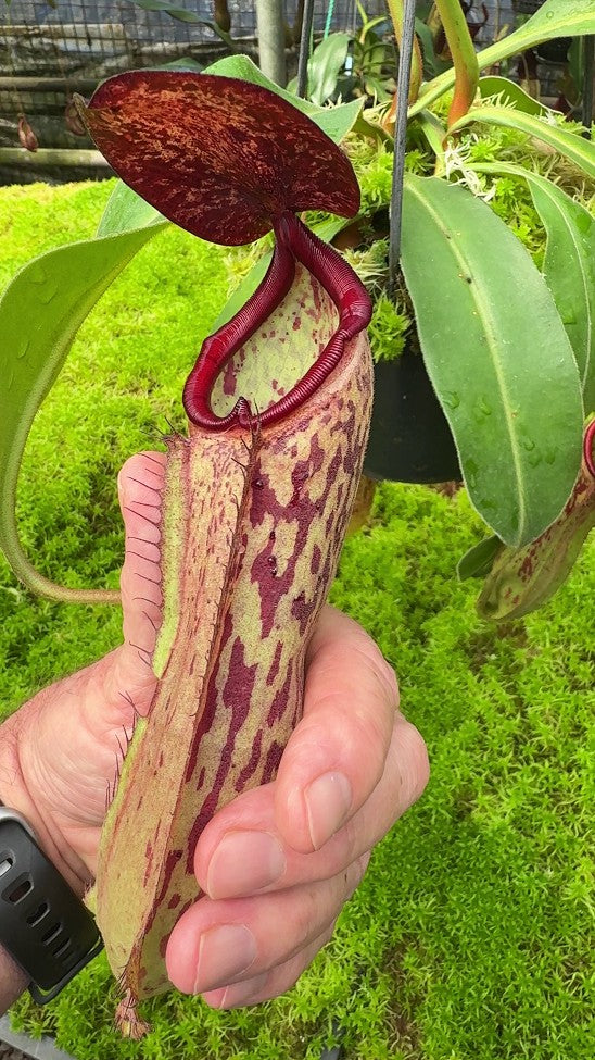 Nepenthes albomarginata x klossii BE-4557