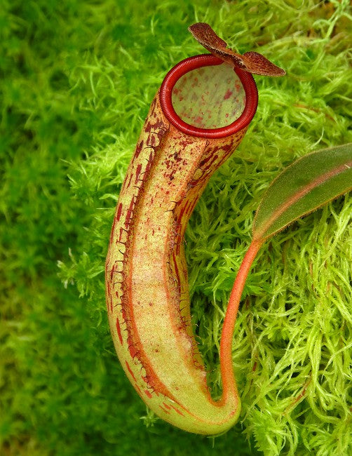 Nepenthes albomarginata x klossii BE-4557