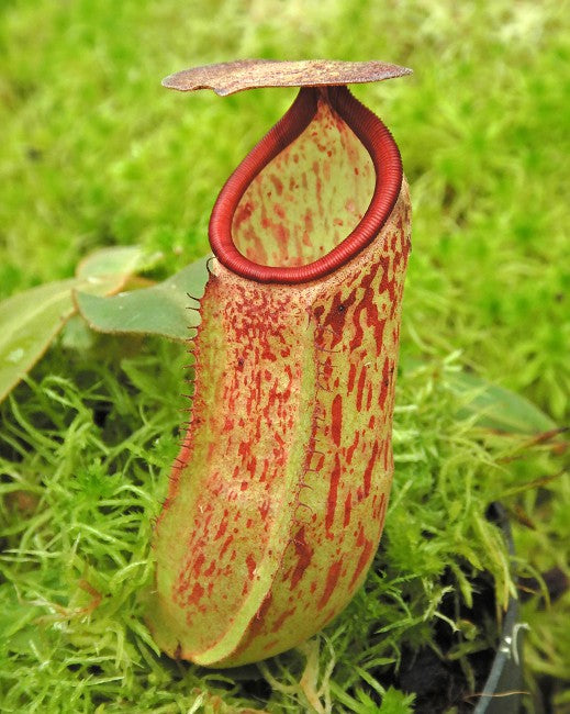 Nepenthes albomarginata x klossii BE-4557