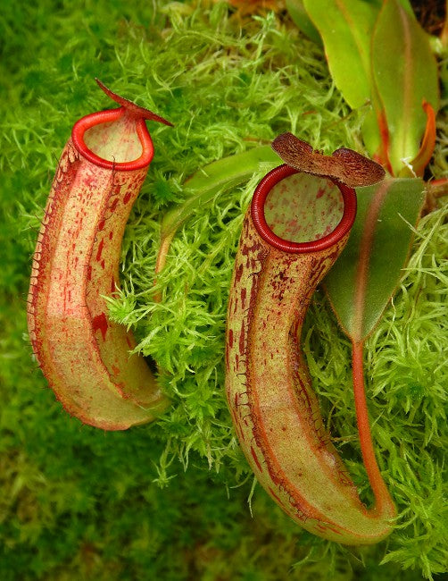 Nepenthes albomarginata x klossii BE-4557