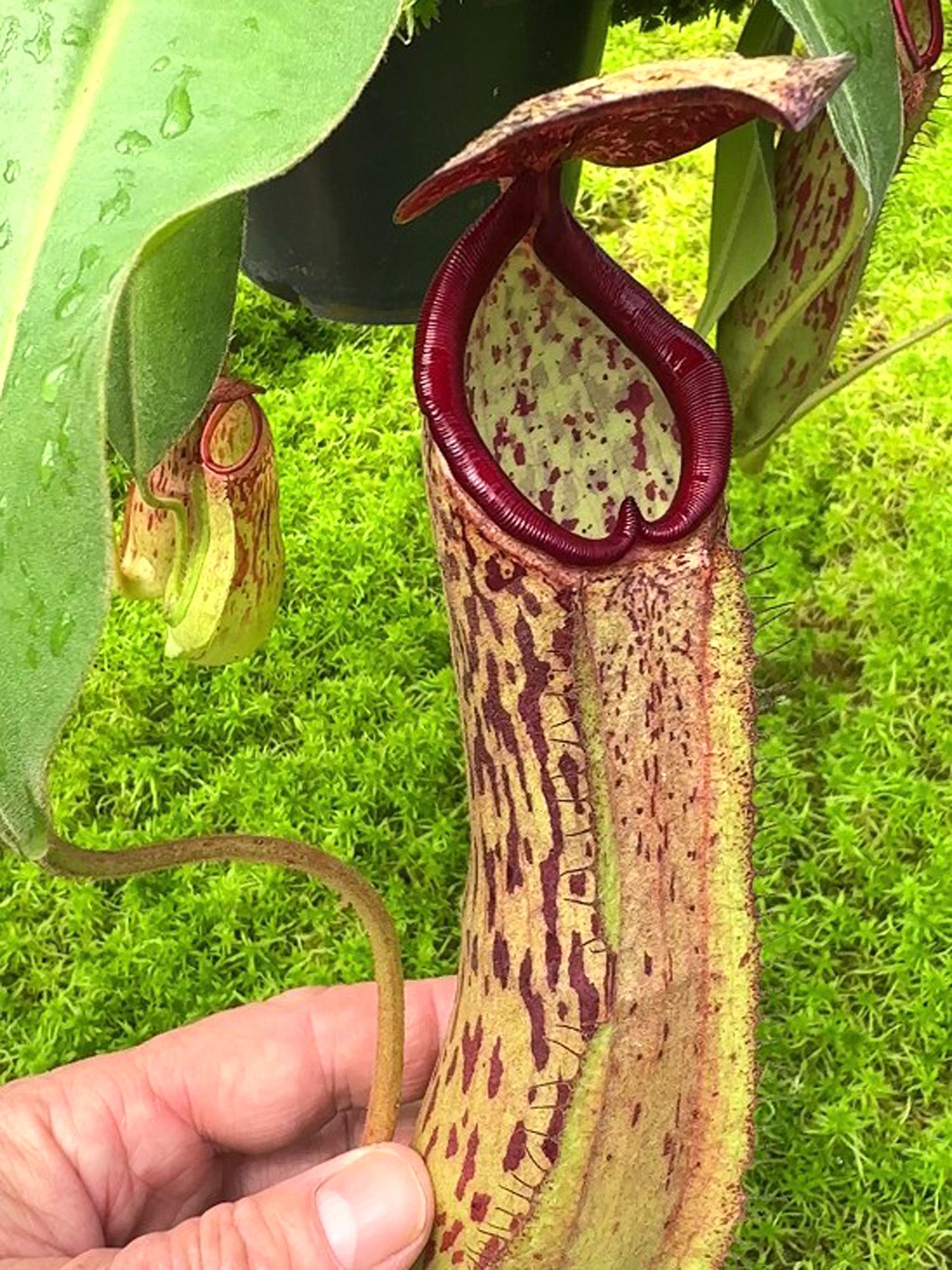 Nepenthes albomarginata x klossii BE-4557