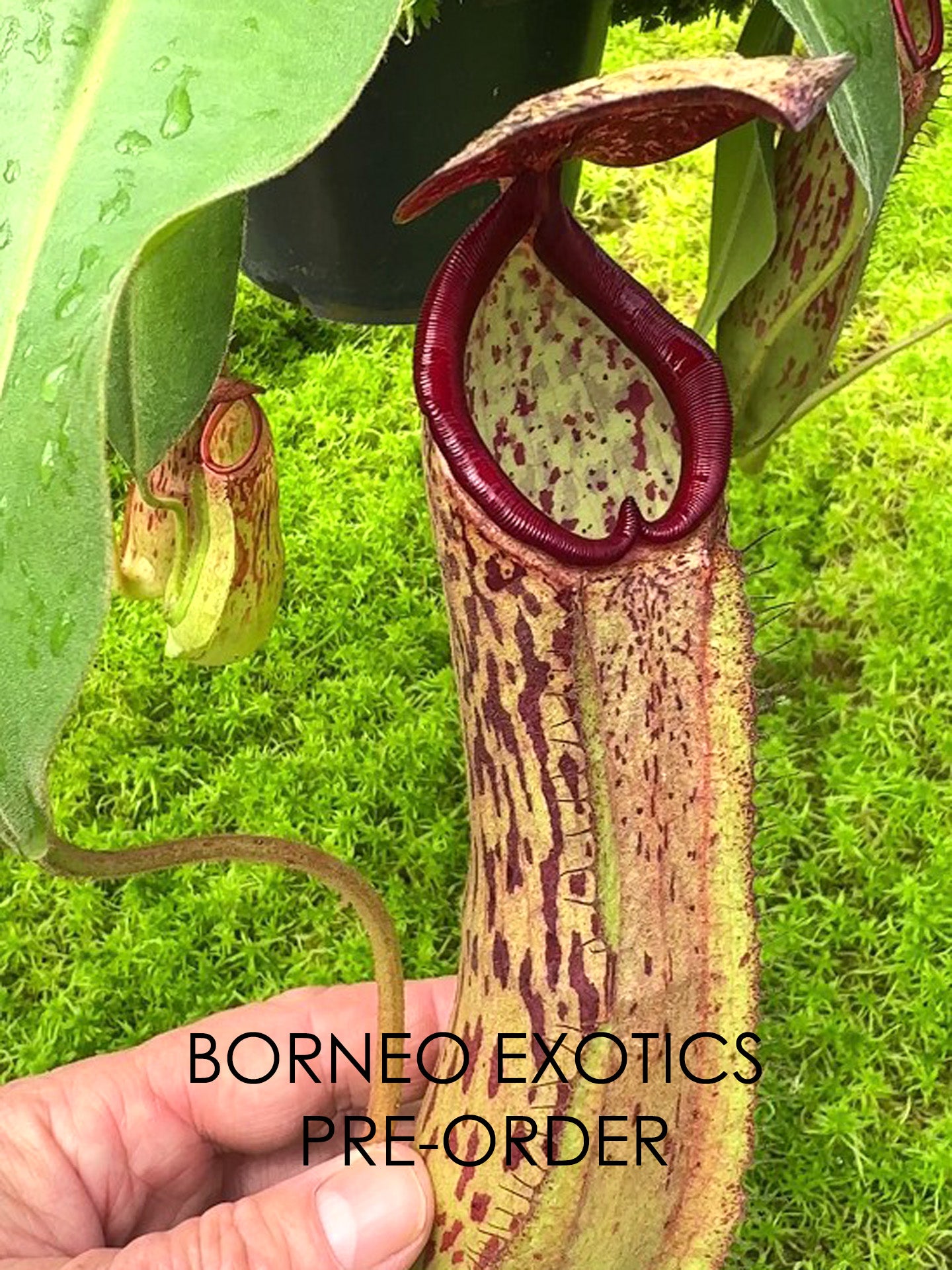 Nepenthes albomarginata x klossii BE-4557