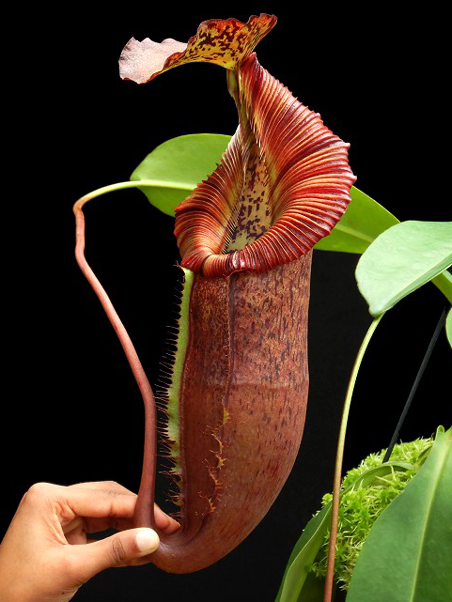Nepenthes singalana x (burbidgeae x edwardsiana) BE-4558 Clone 4