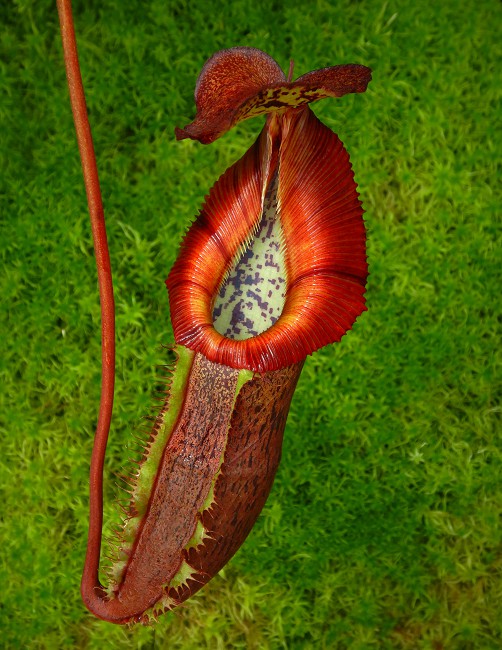Nepenthes singalana x (burbidgeae x edwardsiana) BE-4558 Clone 4
