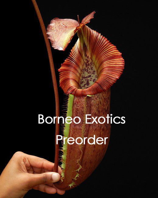 Nepenthes singalana x (burbidgeae x edwardsiana) BE-4558 Clone 4