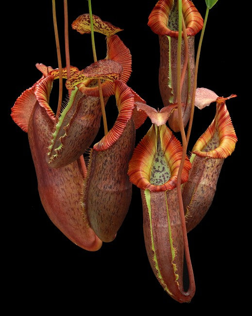 Nepenthes singalana x (burbidgeae x edwardsiana) BE-4558 Clone 4