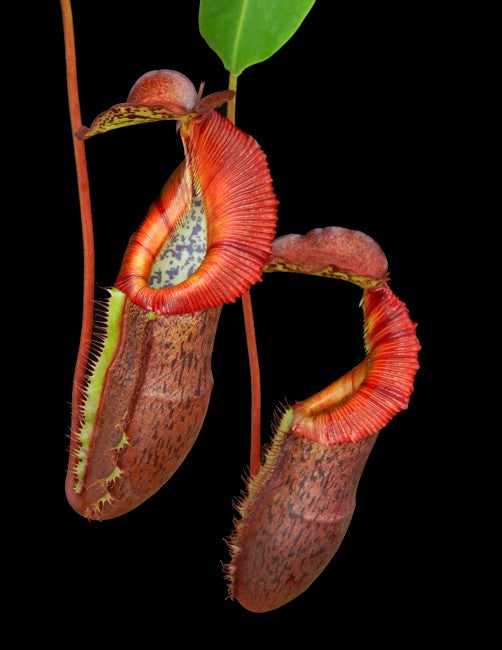 Nepenthes singalana x (burbidgeae x edwardsiana) BE-4558 Clone 4