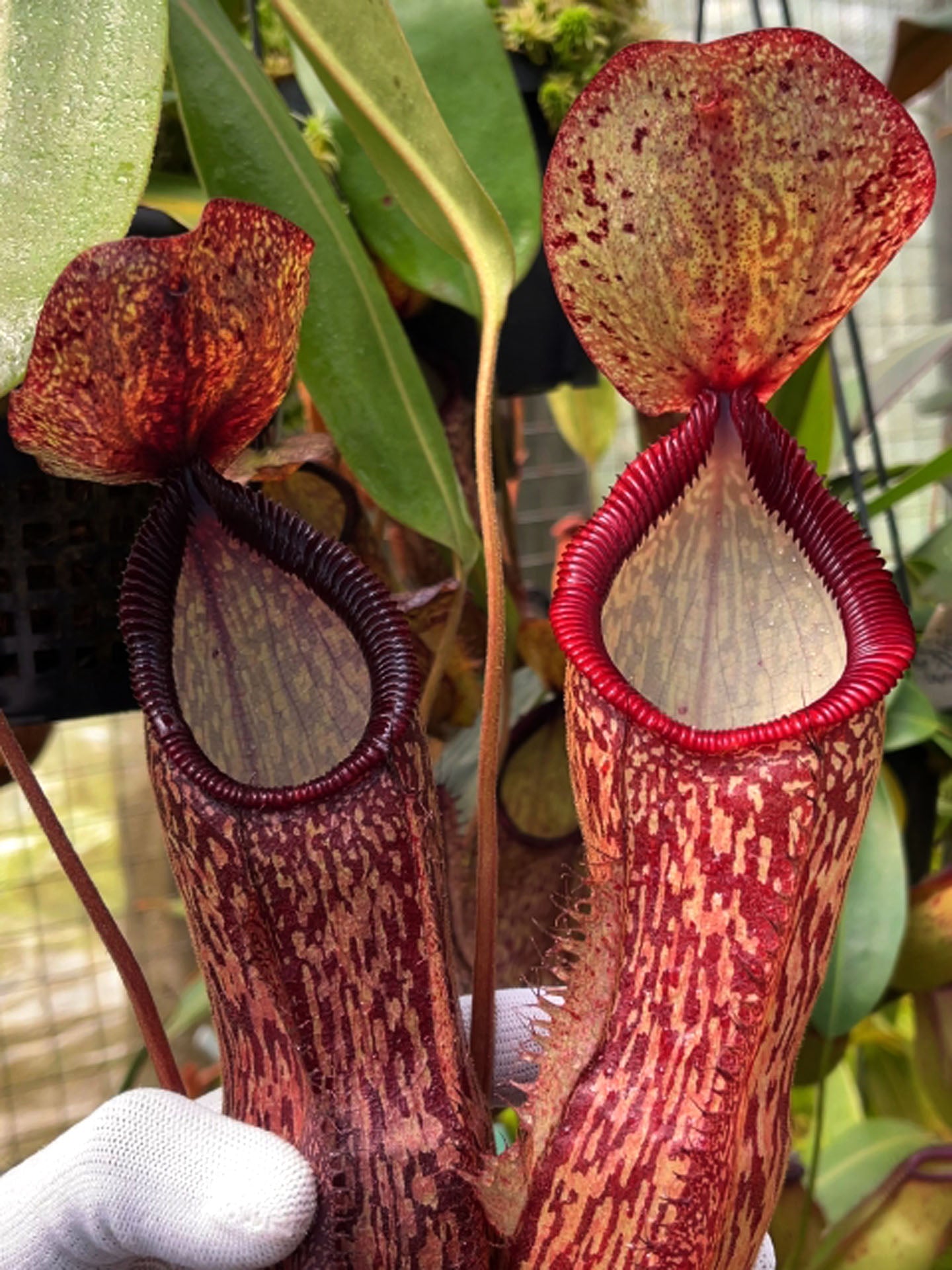Nepenthes hamata x klossii BE-4562 – Giardino Carnivoro