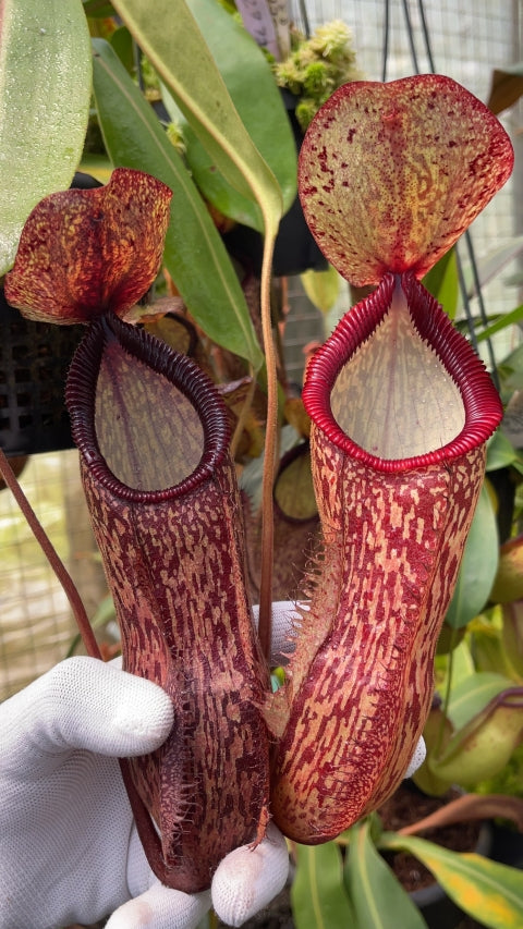 Nepenthes hamata x klossii BE-4562