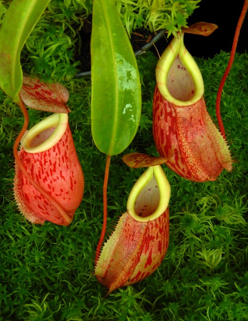 Nepenthes glabrata x veitchii  BE-4563