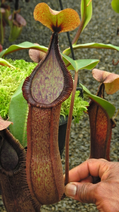 Nepenthes hamata Tambusisi x truncata Pasian Highland BE-4564