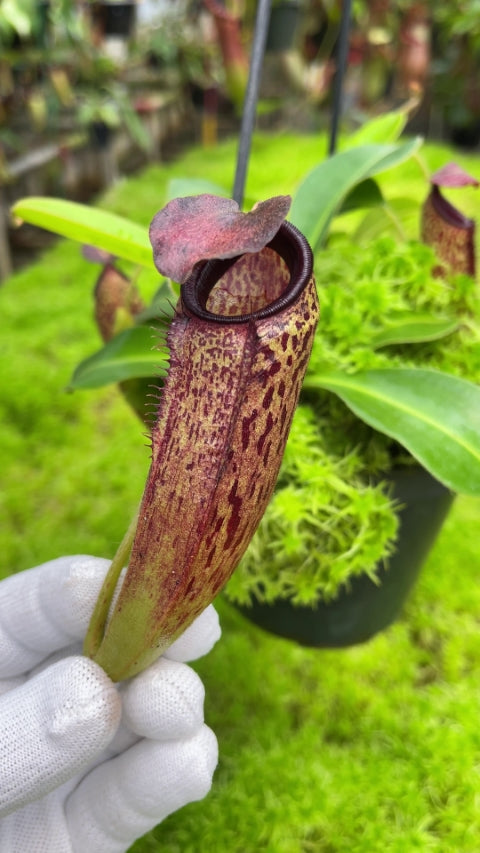 Nepenthes aristolochioides x veitchii BE-4565