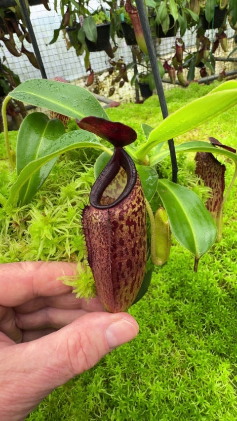 Nepenthes aristolochioides x veitchii BE-4565