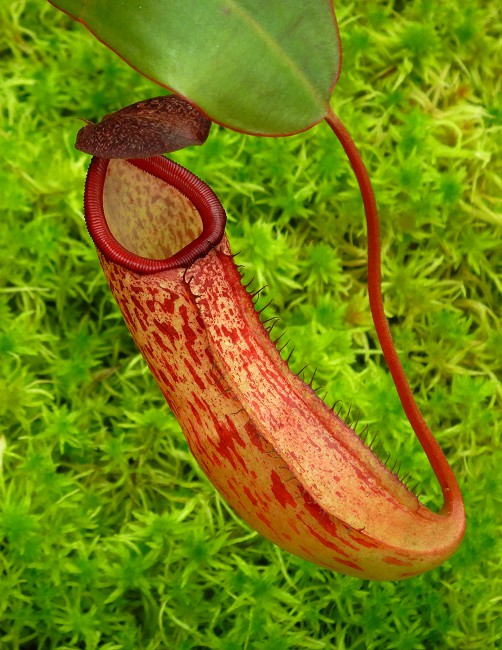 Nepenthes sibuyanensis x klossii  BE-4566