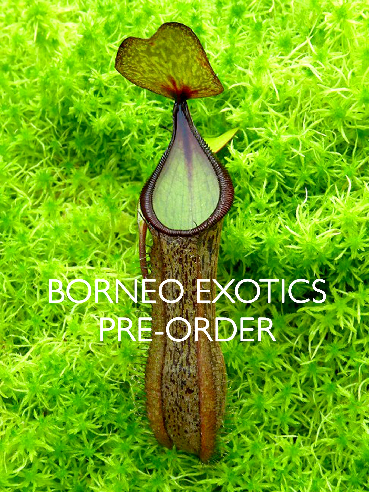 Nepenthes ramispina x hamata BE-4569