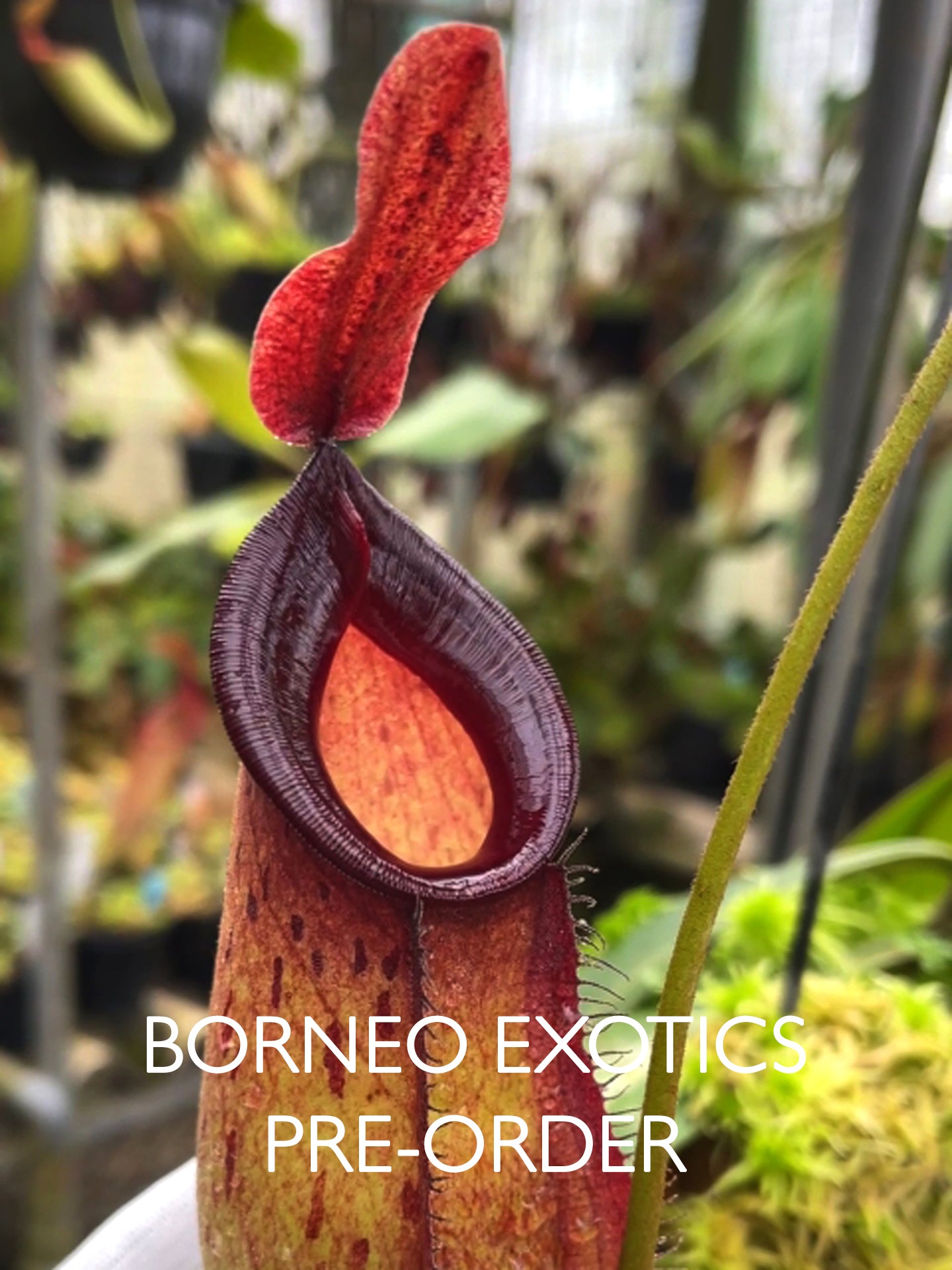Nepenthes ampullaria x zakriana Ausgewählter Klon 3 BE-4570