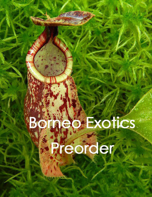 Nepenthes rafflesiana "Kalimantan" BE-4571