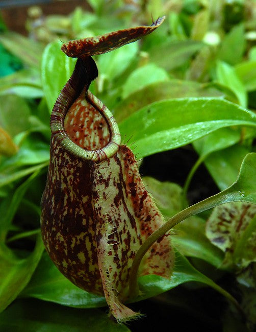 Nepenthes rafflesiana "Kalimantan" BE-4571