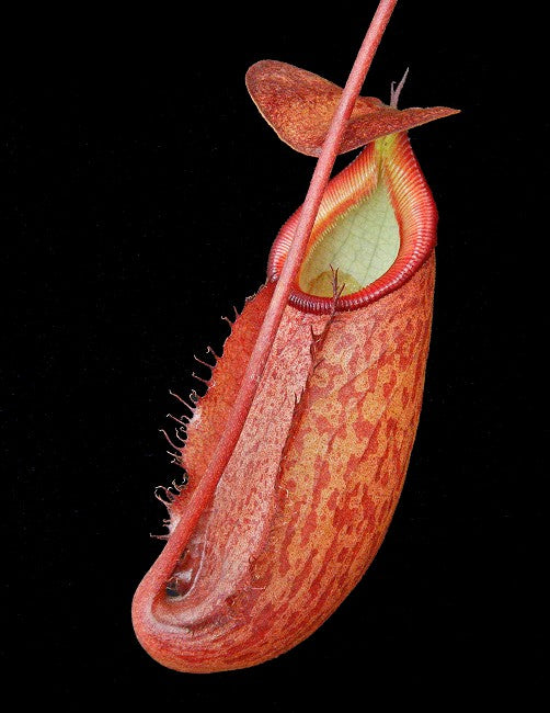 Nepenthes rajah x gymnamphora BE-4575