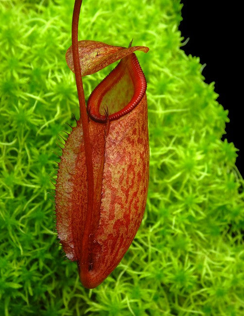 Nepenthes rajah x gymnamphora BE-4575