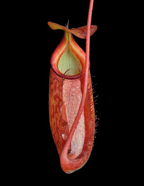Nepenthes rajah x gymnamphora BE-4575