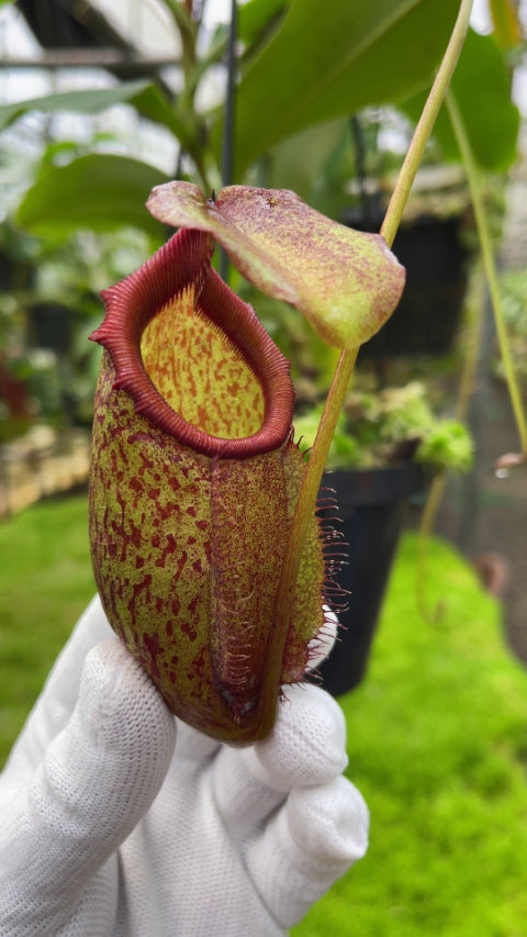Nepenthes rajah x gymnamphora BE-4575