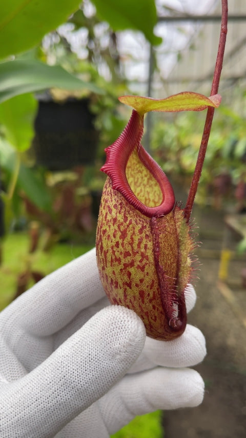Nepenthes rajah x gymnamphora BE-4575