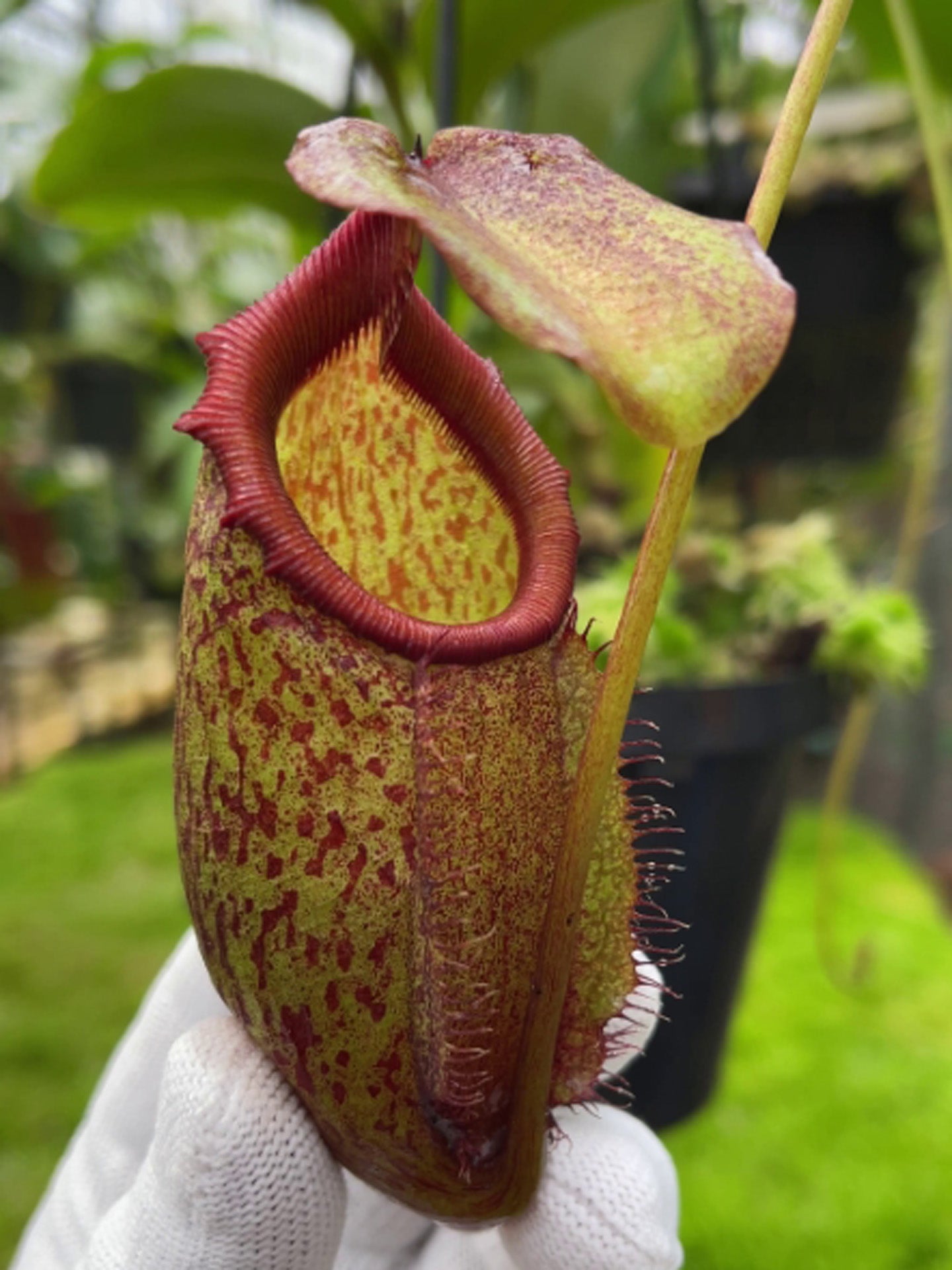 Nepenthes rajah x gymnamphora BE-4575