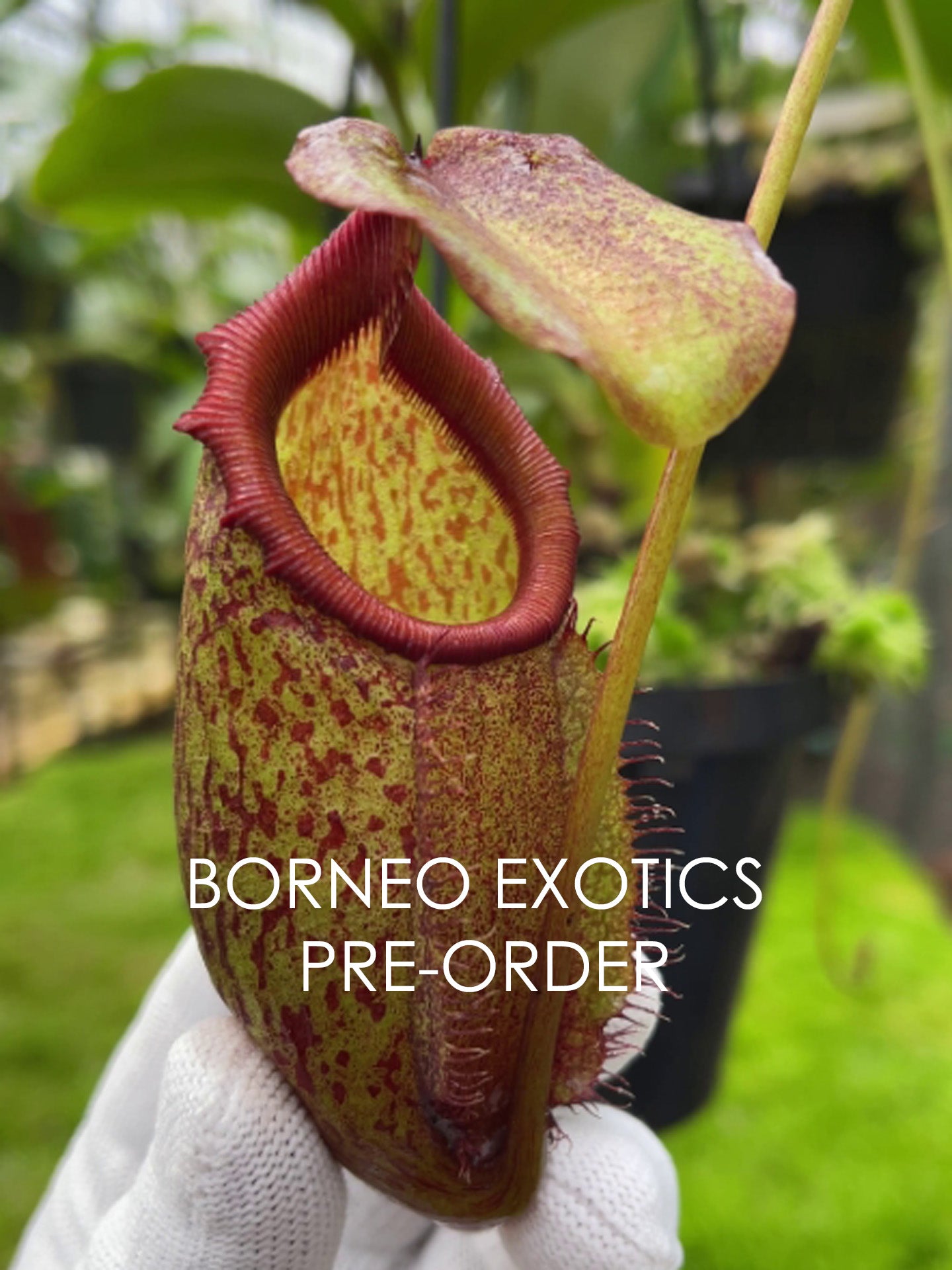 Nepenthes rajah x gymnamphora BE-4575