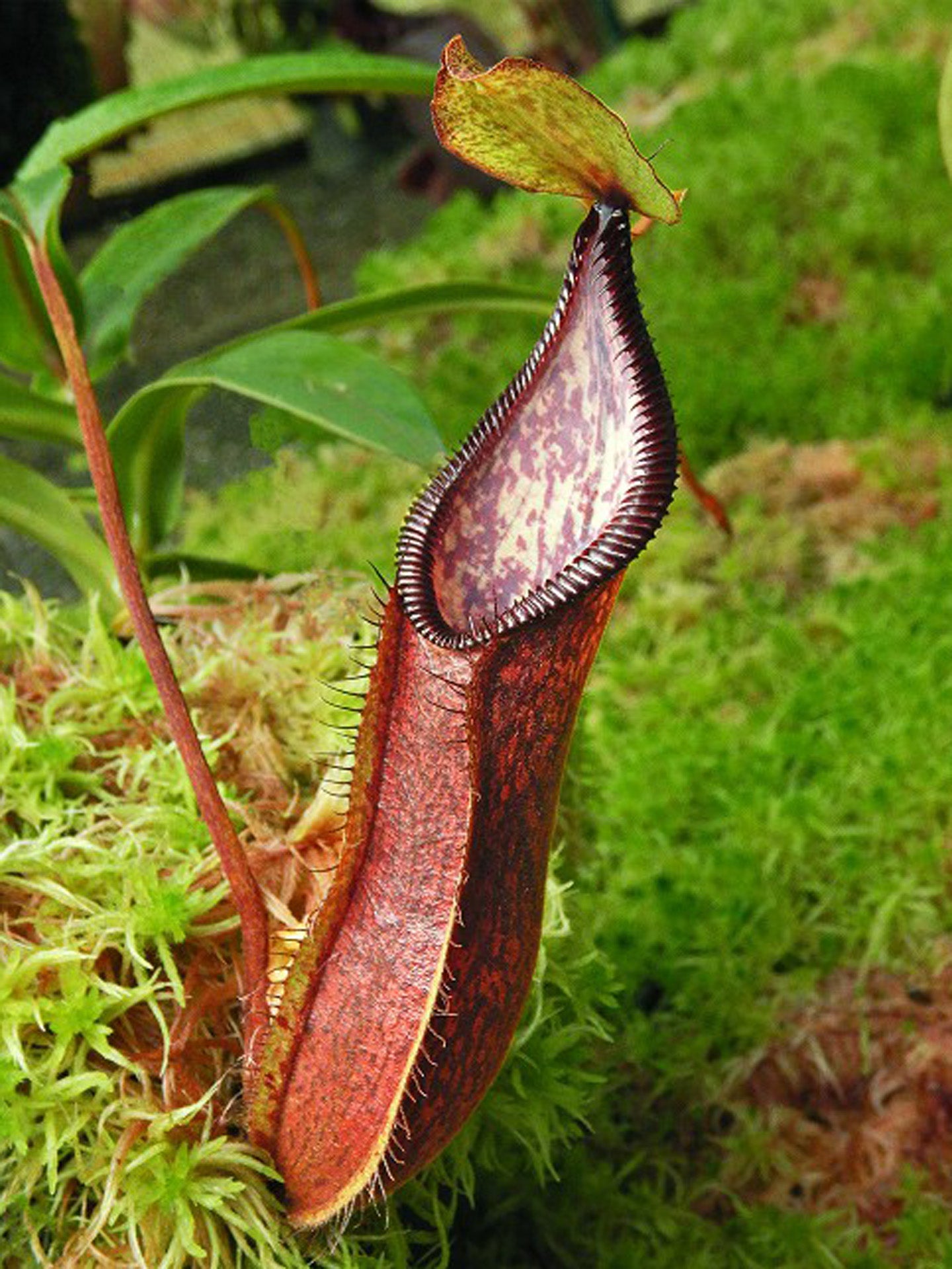 Nepenthes (singalana x hamata) x hamata BE-4576