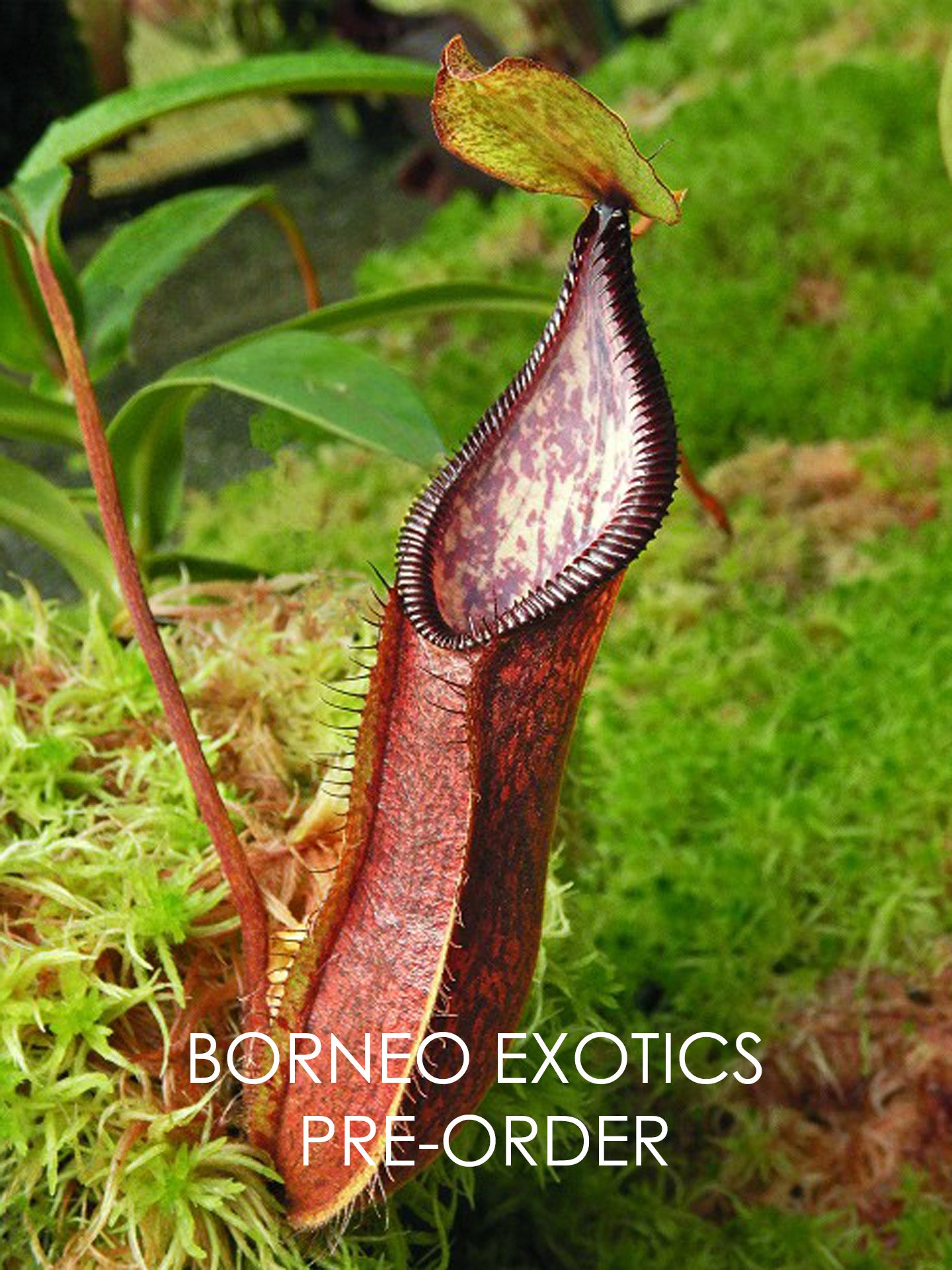 Nepenthes (singalana x hamata) x hamata BE-4576