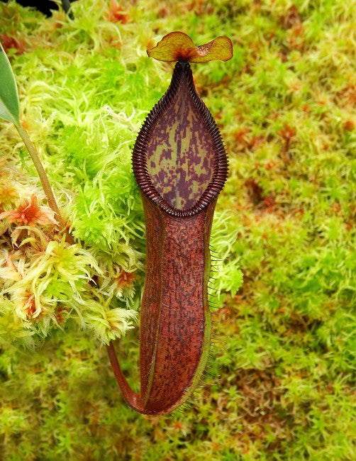 Nepenthes (singalana x hamata) x hamata BE-4576