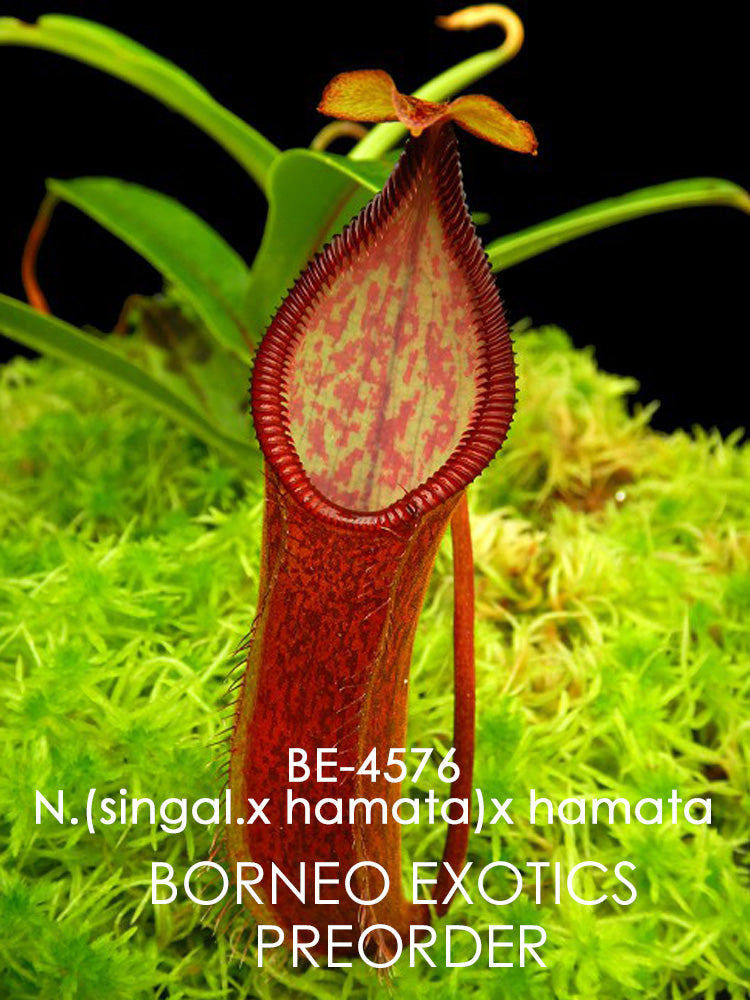Nepenthes (singalana x hamata) x hamata BE-4576