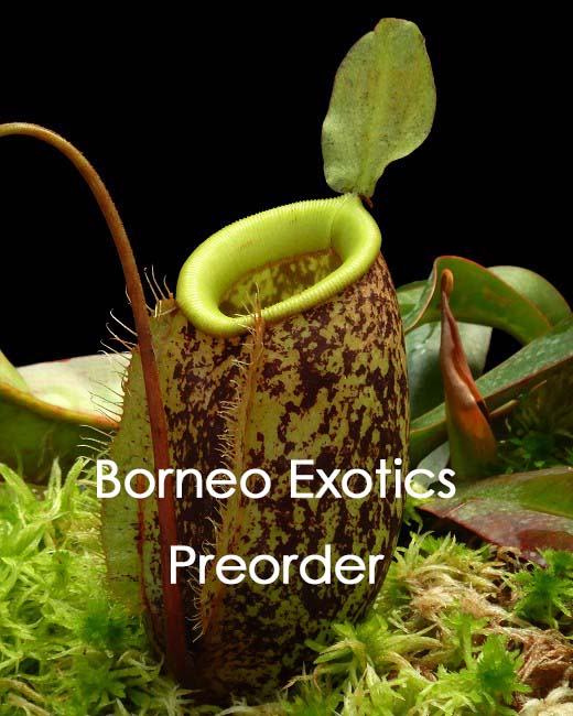 Nepenthes sibuyanensis x ampullaria BE-4584