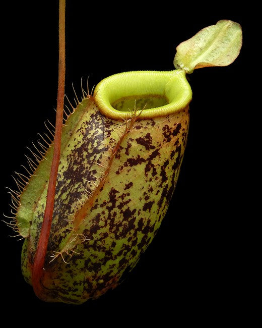 Nepenthes sibuyanensis x ampullaria BE-4584