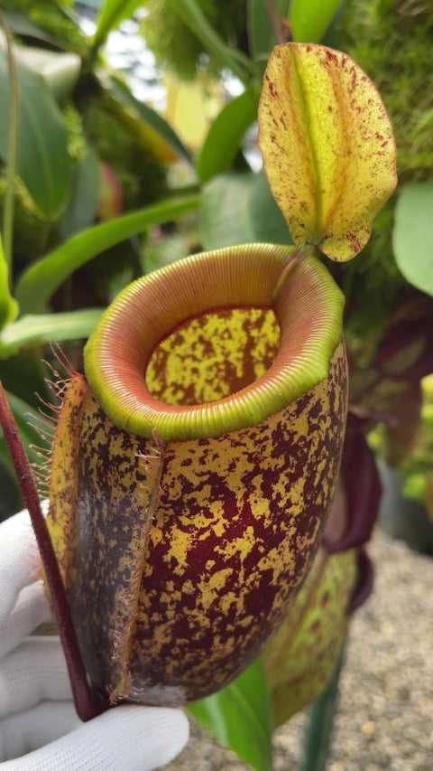 Nepenthes sibuyanensis x ampullaria BE-4584