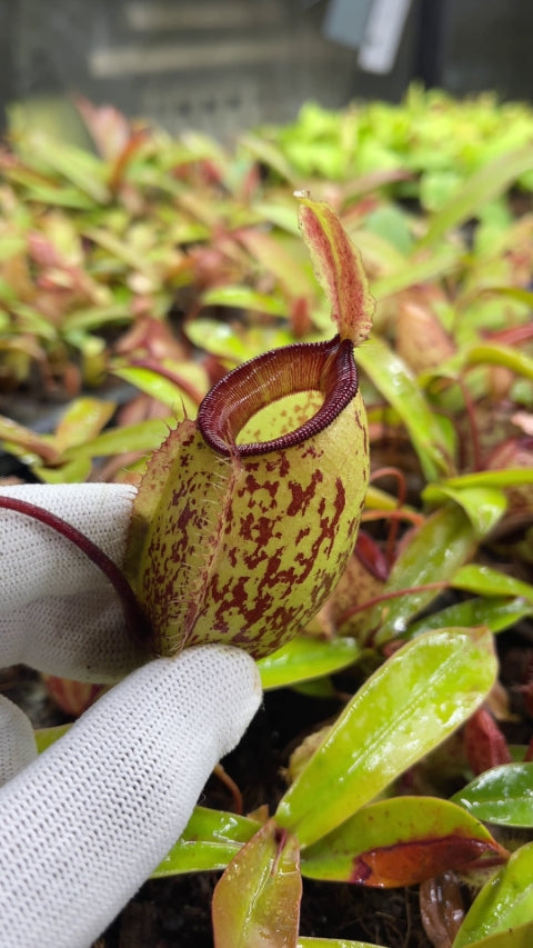 Nepenthes sibuyanensis x ampullaria BE-4584