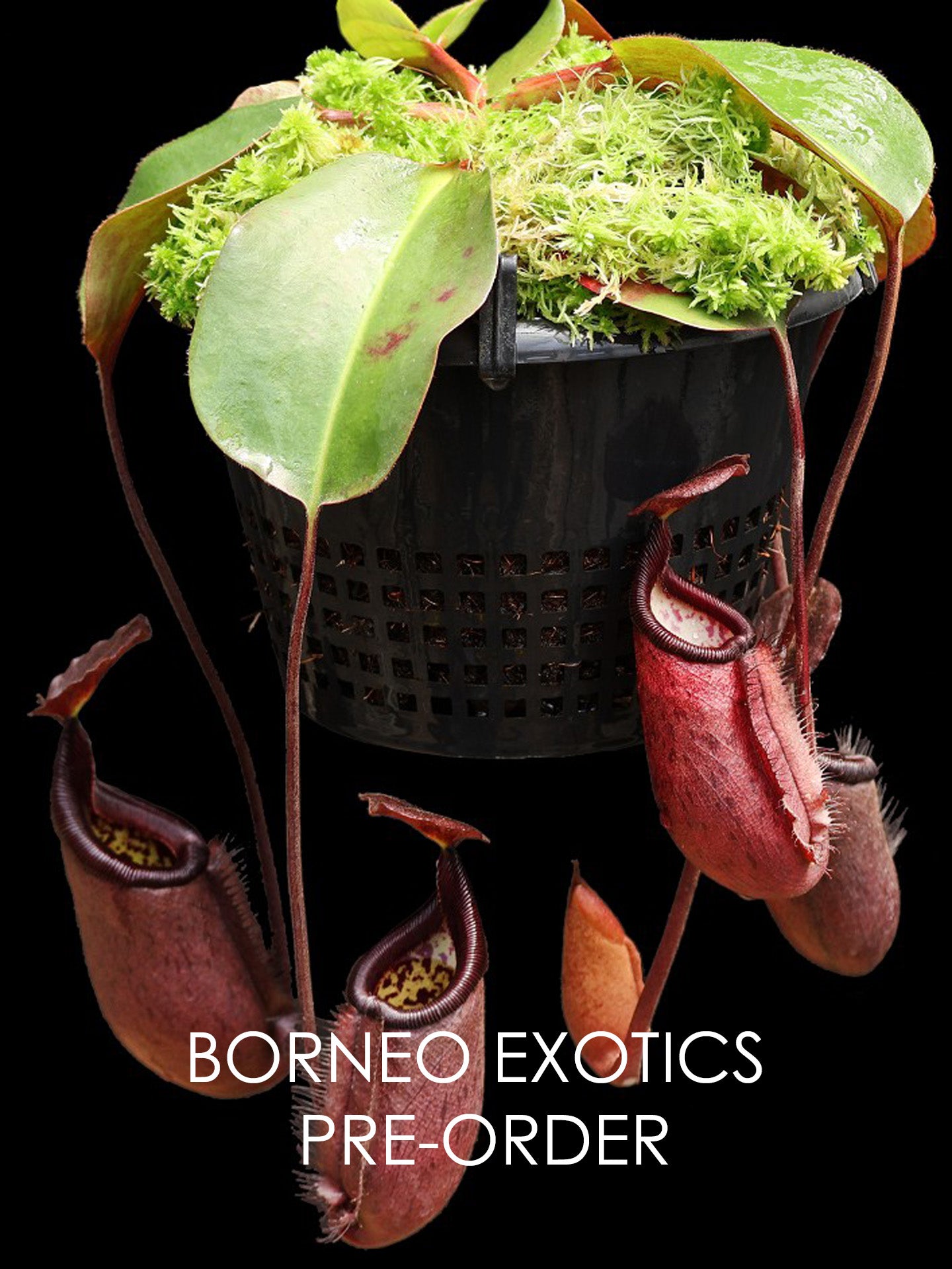 Nepenthes robcantleyi x palawanensis BE-4591