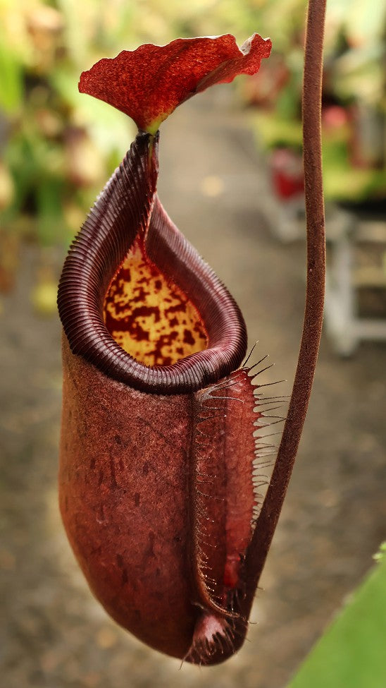Nepenthes robcantleyi x palawanensis BE-4591
