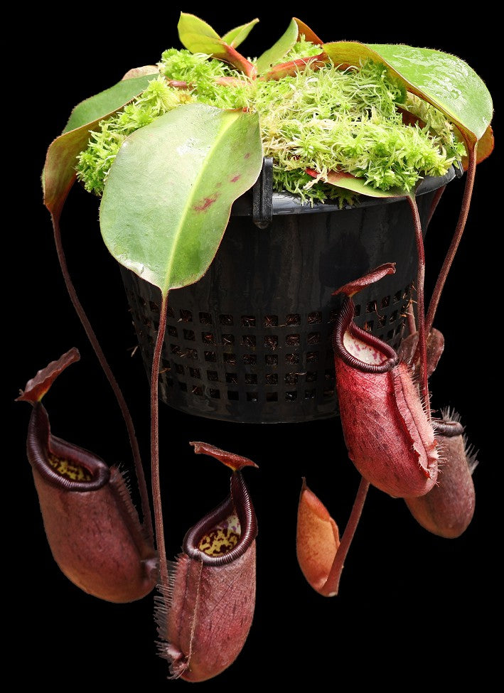 Nepenthes robcantleyi x palawanensis BE-4591