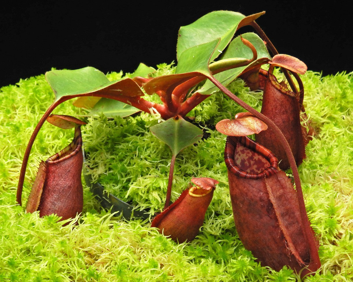Nepenthes robcantleyi x palawanensis BE-4591