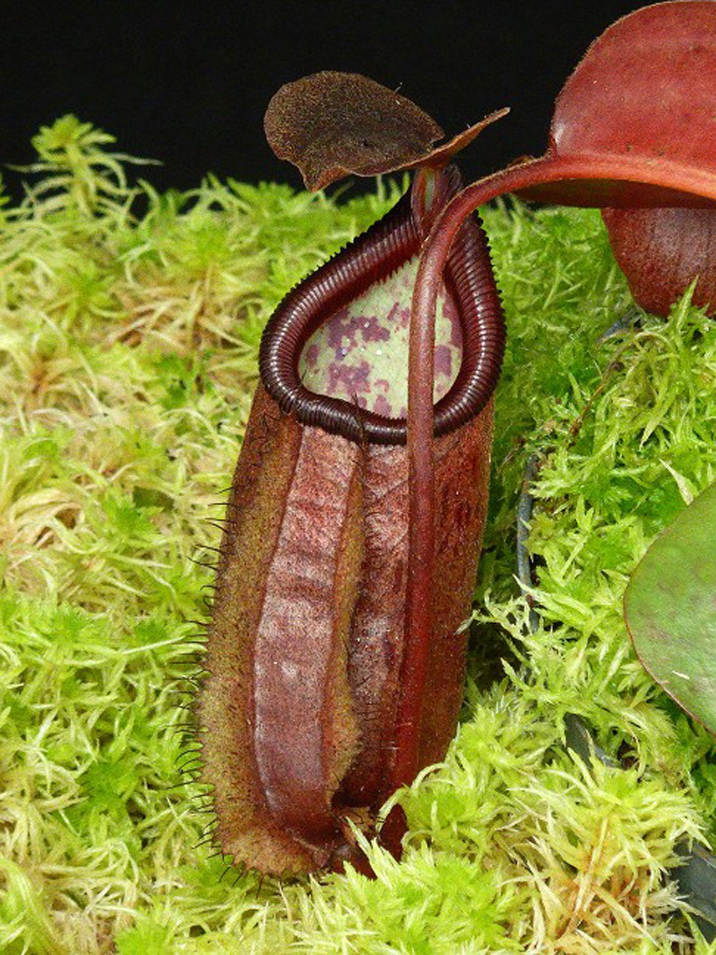 Nepenthes robcantleyi x palawanensis BE-4591