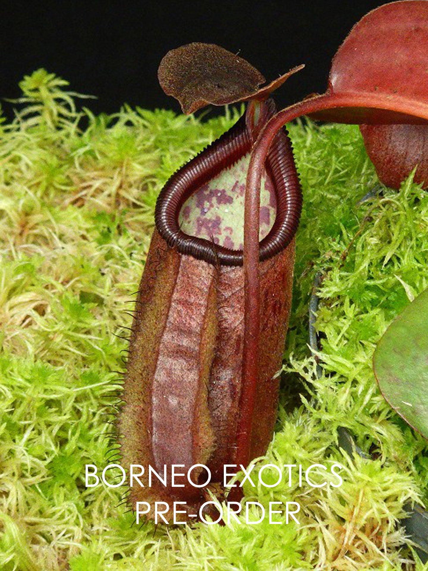 Nepenthes robcantleyi x palawanensis BE-4591