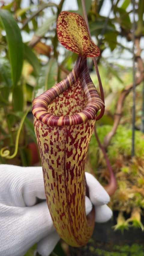 Nepenthes vogelii x ventricosa BE-4593 Selected Clone