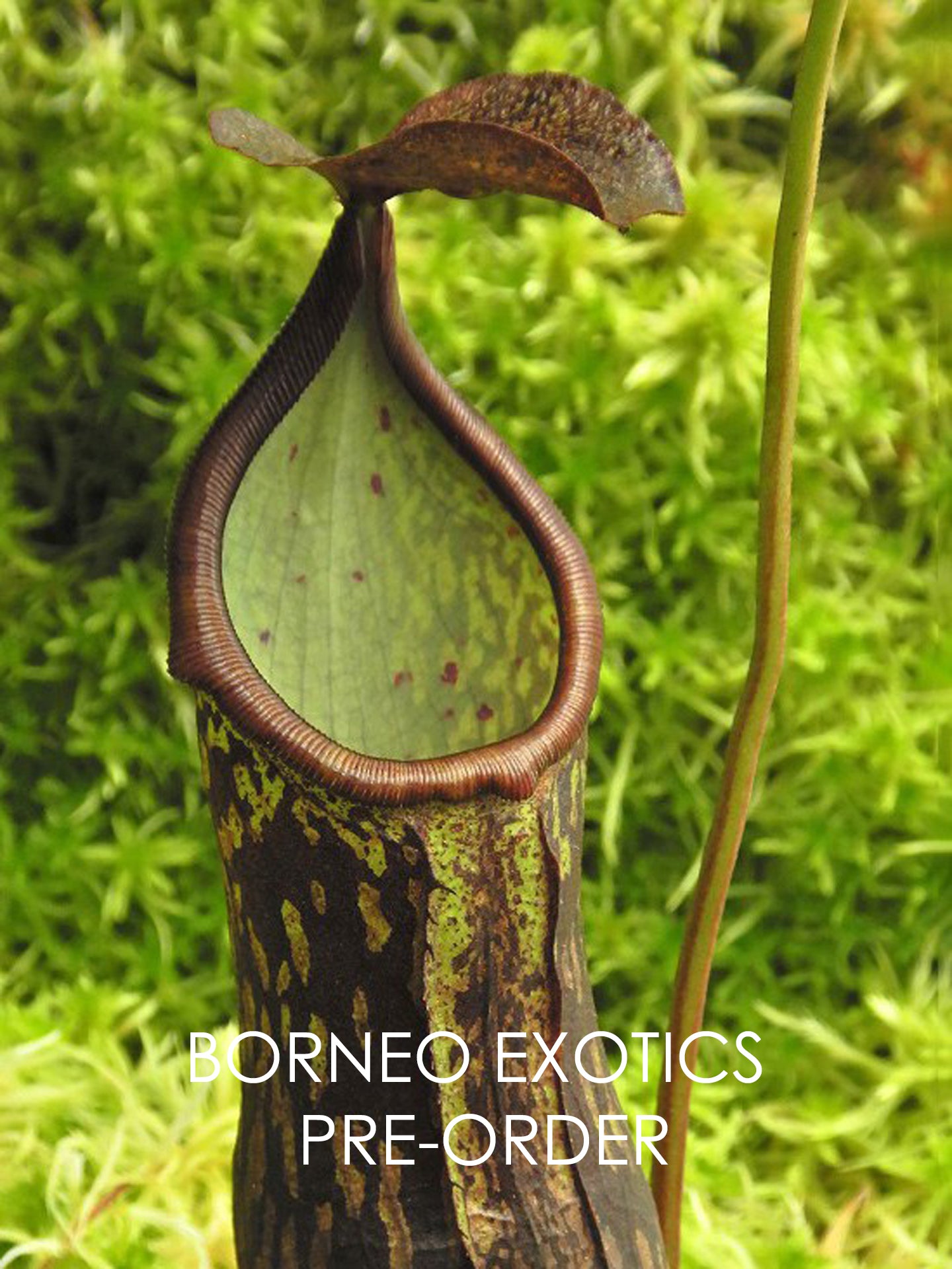 Nepenthes ceciliae Mt Kiamo BE-4600