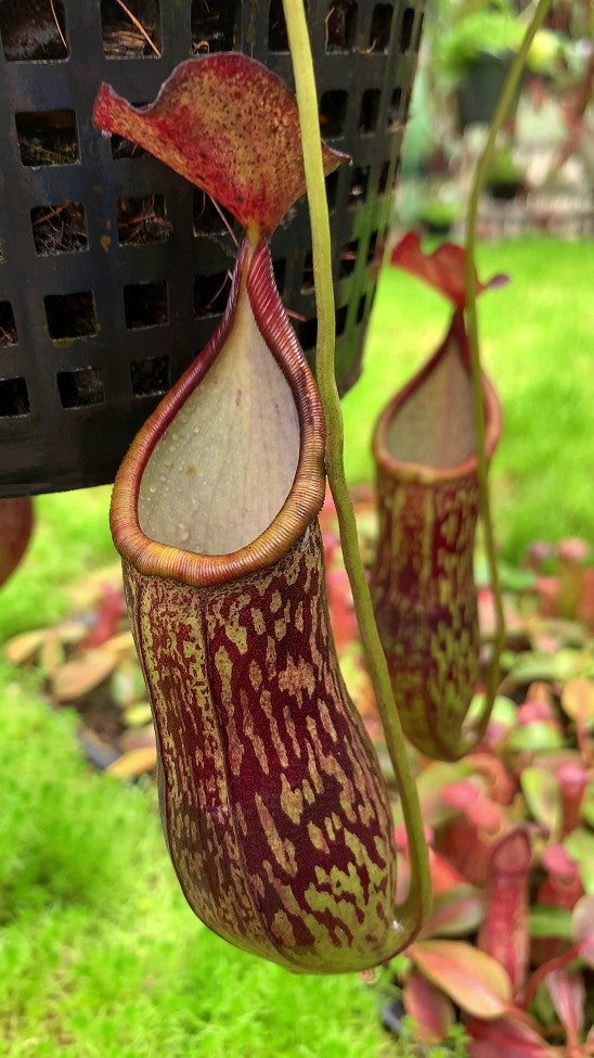 Nepenthes ceciliae Mt Kiamo BE-4600