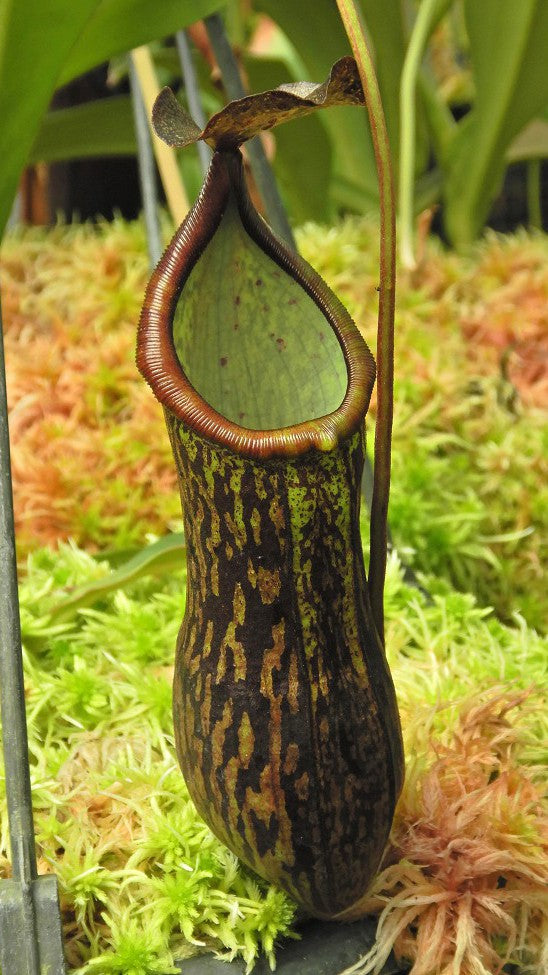Nepenthes ceciliae  Mt Kiamo  BE-4600