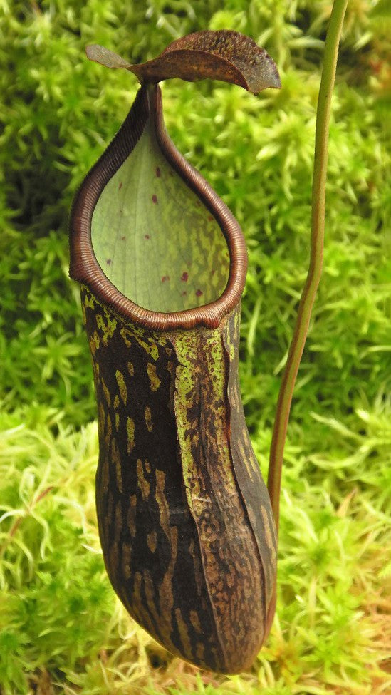 Nepenthes ceciliae Mt Kiamo BE-4600