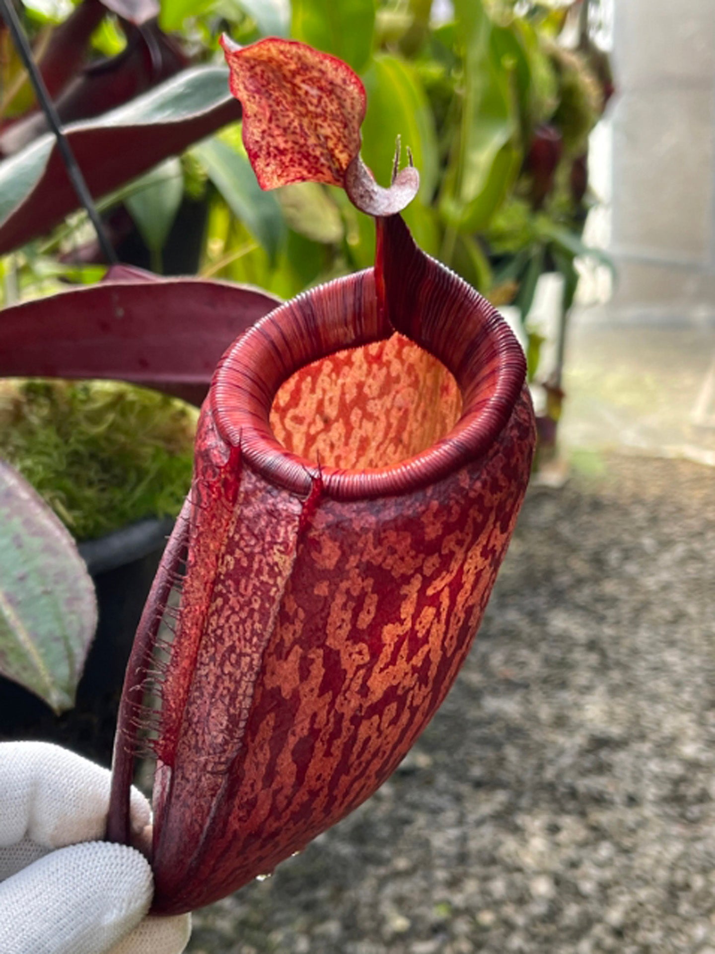 Nepenthes peltata x attenboroughii BE-4601